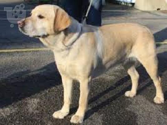 Γκολντεν καθαροαιμο κουταβακι